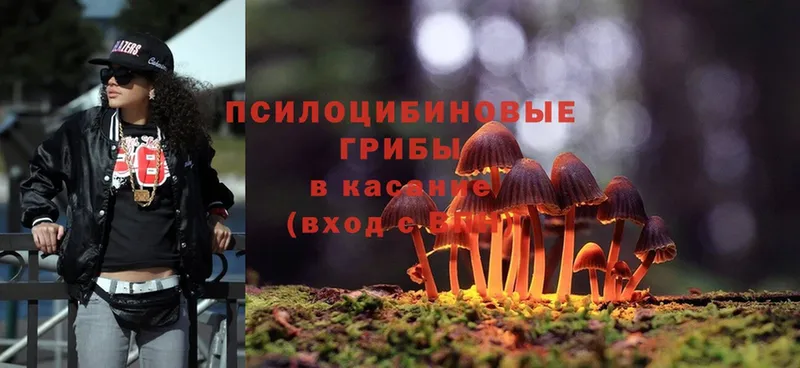 мега ссылки  Артёмовский  Псилоцибиновые грибы Psilocybe 